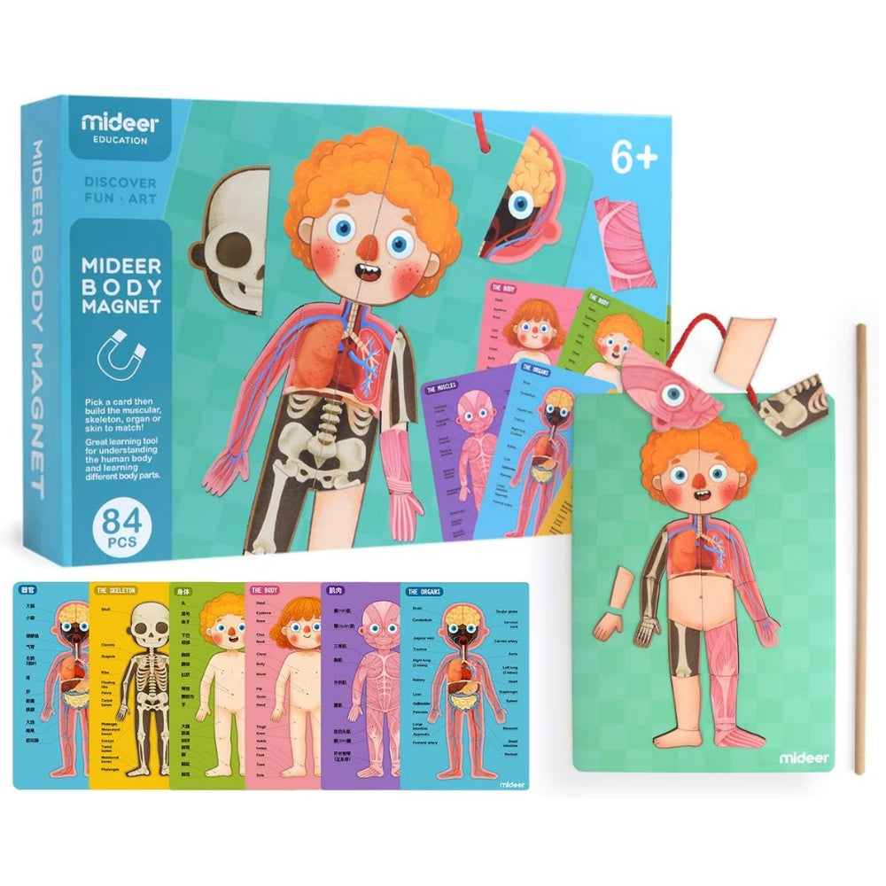 Mideer - Magnetic Body Puzzle - Kids Anatomy Learning Activity