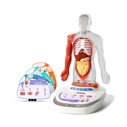 TopBright - My Body Voice Pedia Interactive Talking Anatomy Model for Kids