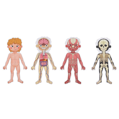 TookyToy - Body Magnetic Chart
