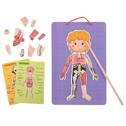TookyToy - Body Magnetic Chart