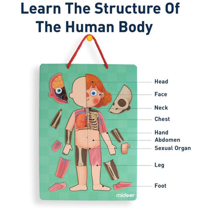 Mideer - Magnetic Body Puzzle - Kids Anatomy Learning Activity
