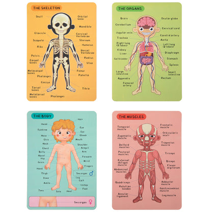 TookyToy - Body Magnetic Chart
